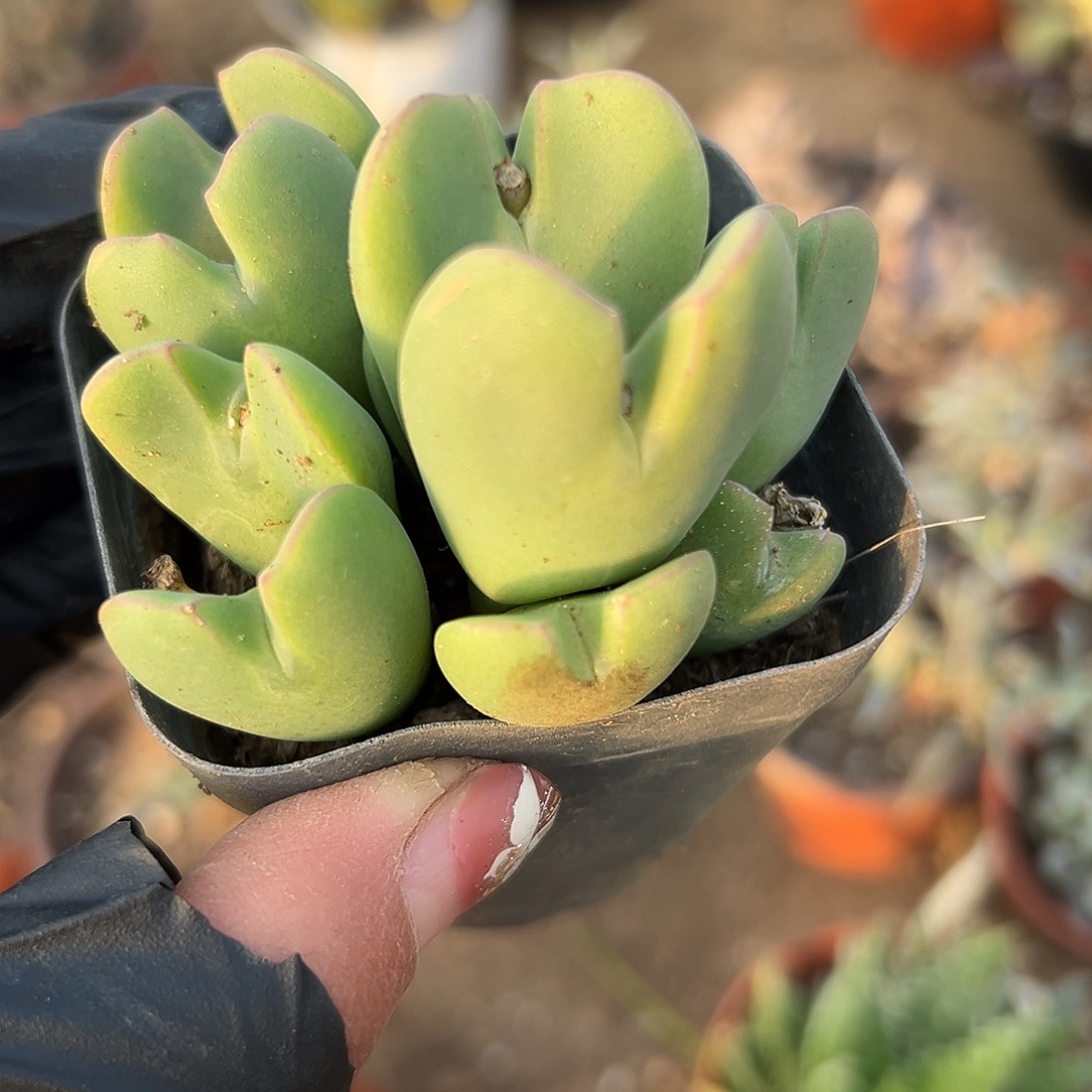 多肉植物上将开花