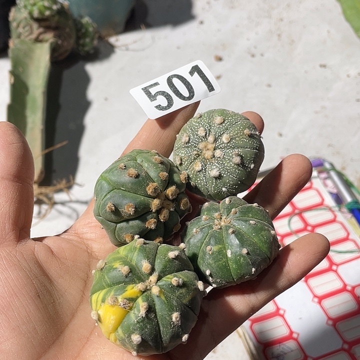 501号四棵小兜仙人球