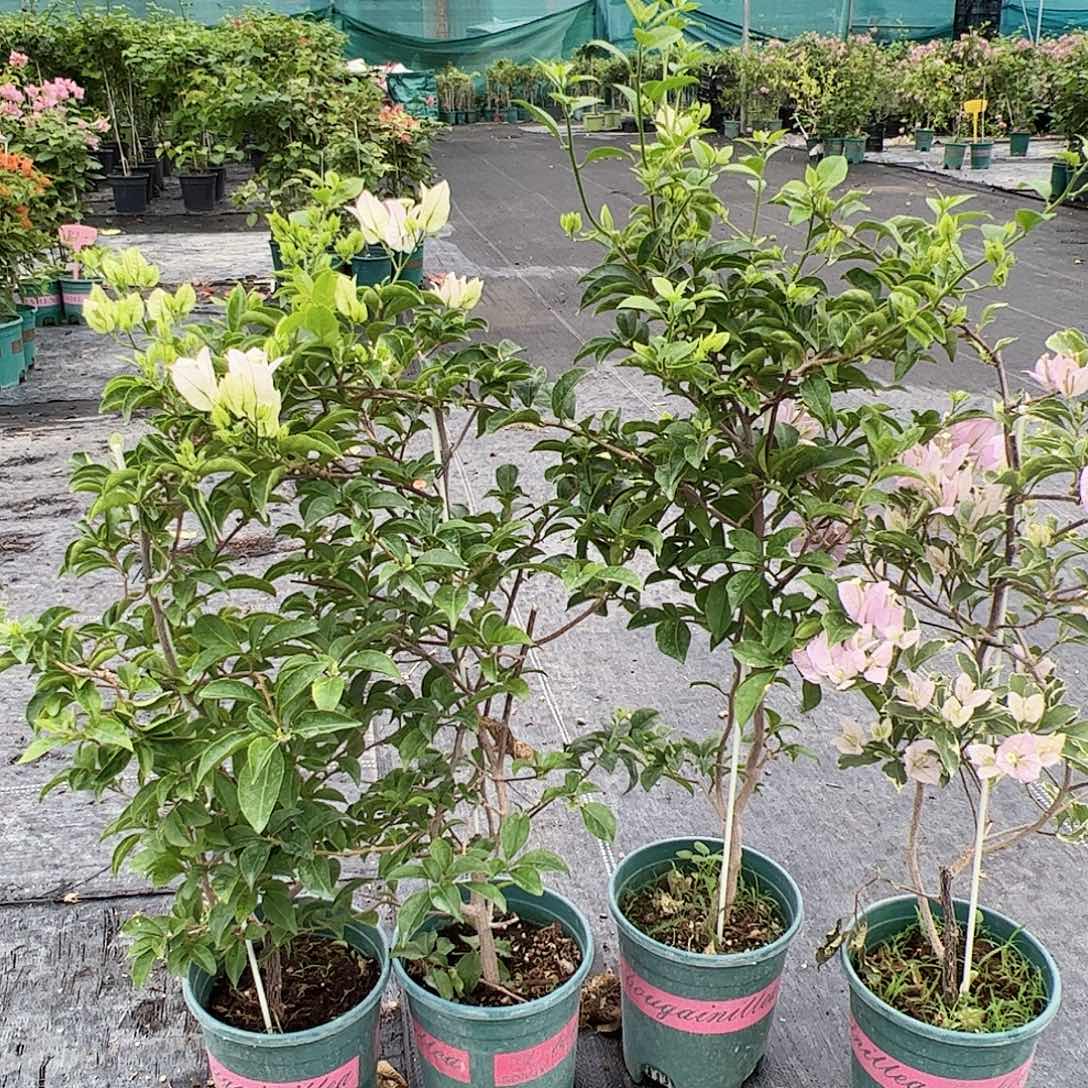 当前无花栽培后可以开花苹果花或丽娜一颗