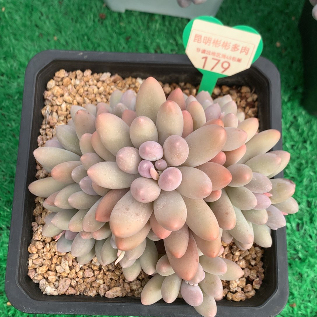 大叶汤圆老桩无砍捧花179