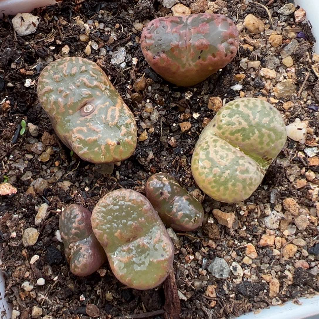 1.19好看的多肉689