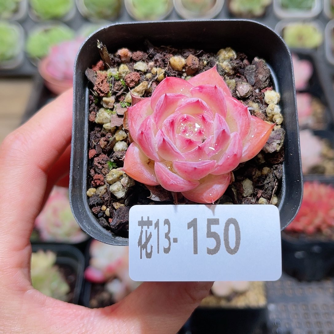 花利美13-150粉水晶