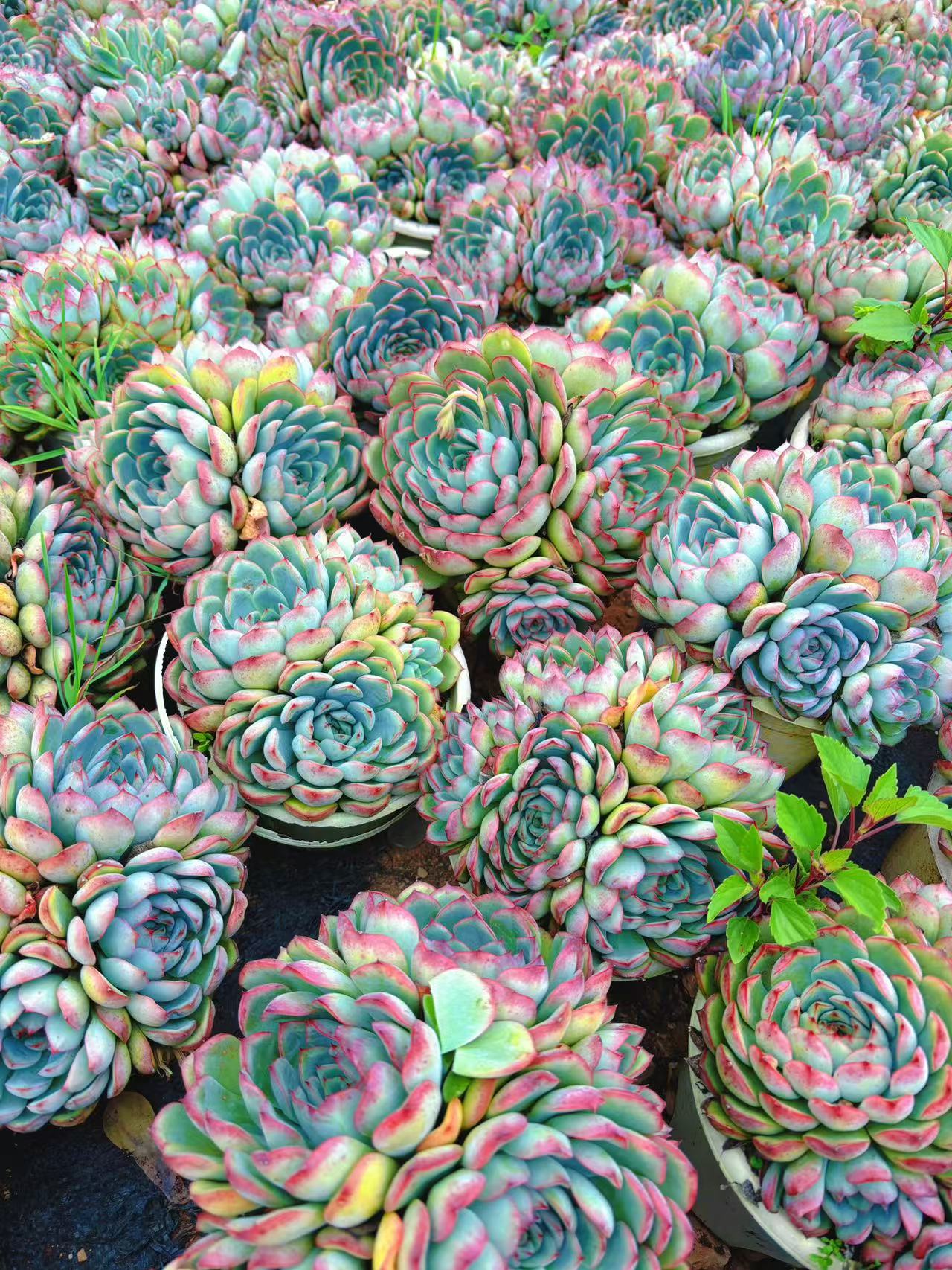 （荷花）新手好养 脱土发（任意2单包邮）好运来多肉植物 