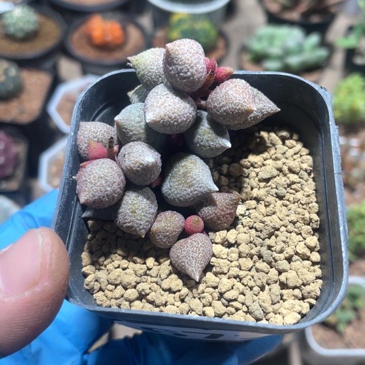 673小辣椒多头植物