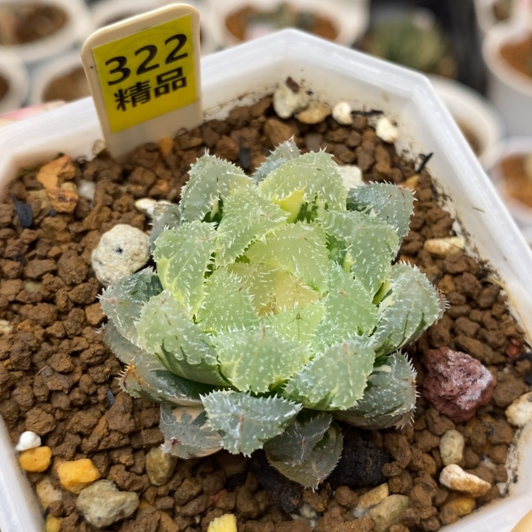 322玄冰多肉植物组合