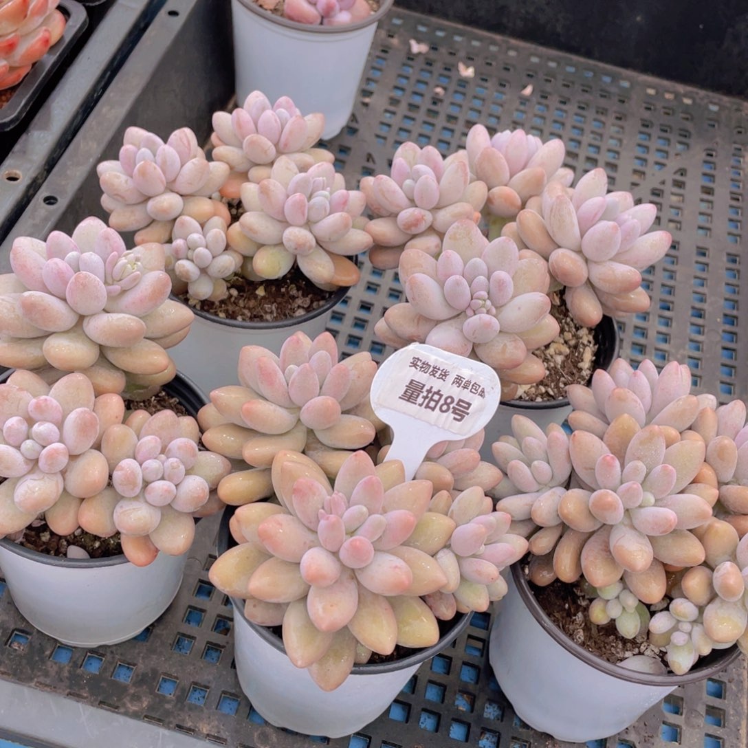 量拍8号 汤圆大群生四头起一个