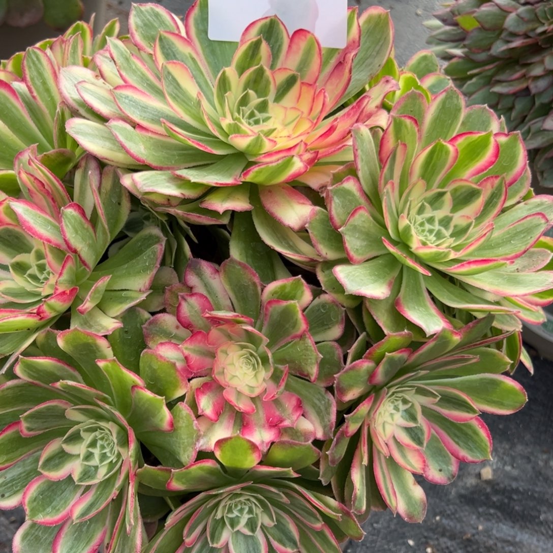 小***九025多肉法师孔雀翎一个