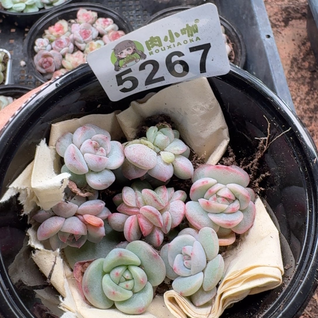 多肉植物多肉植物