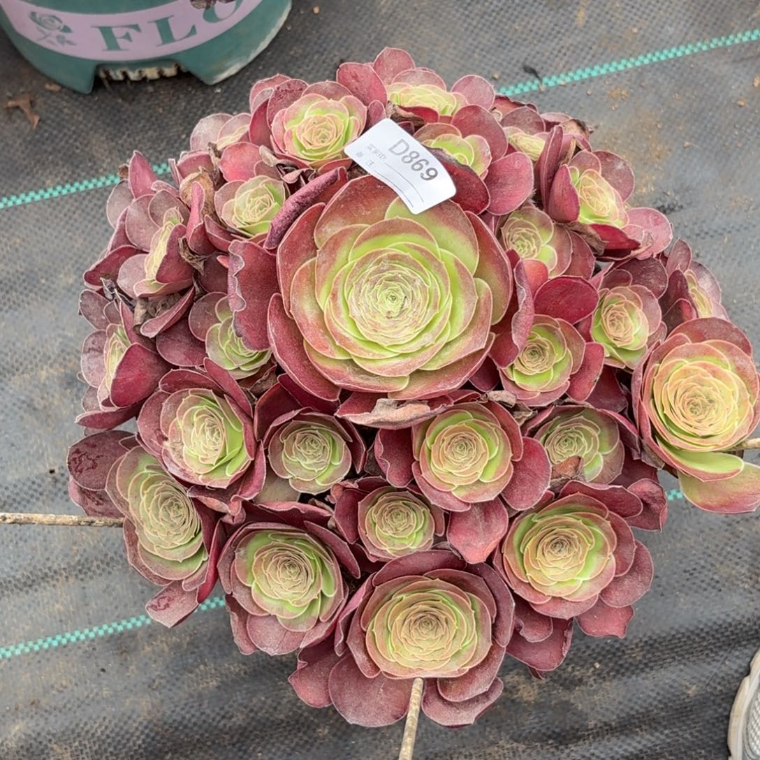 869魅金多肉植物发货