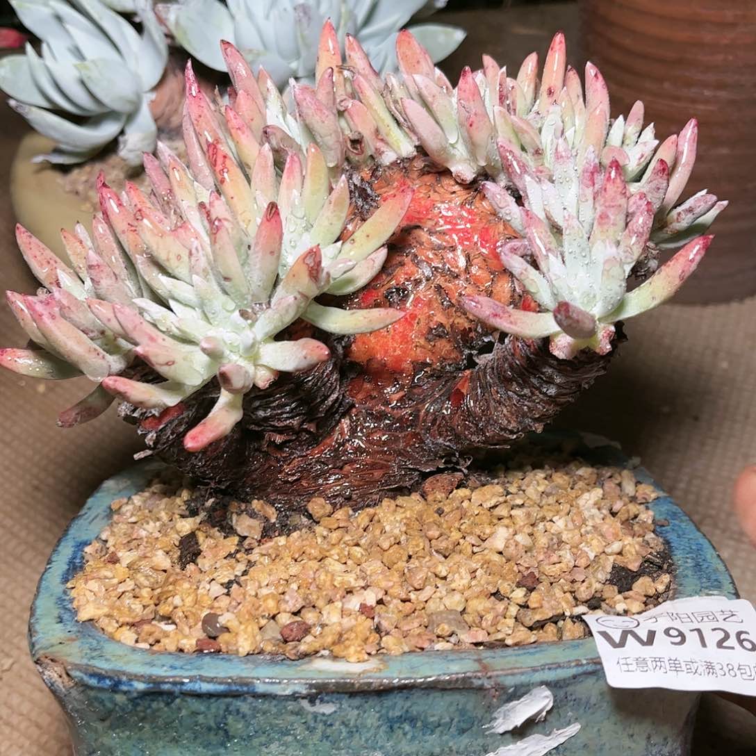 9126千寿姬仙女杯多肉