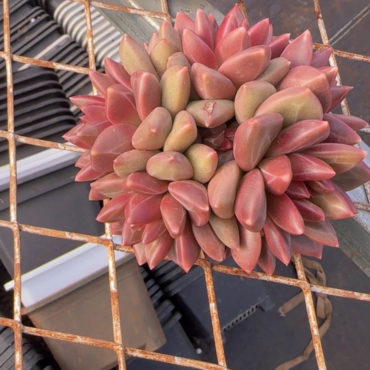 【闪购商品】五头迷雾泡泡59.9