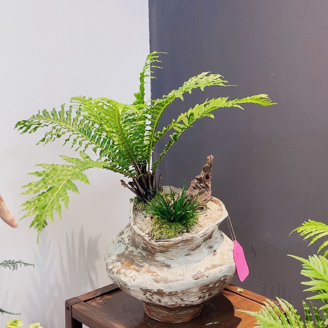 高端绿植一物一拍