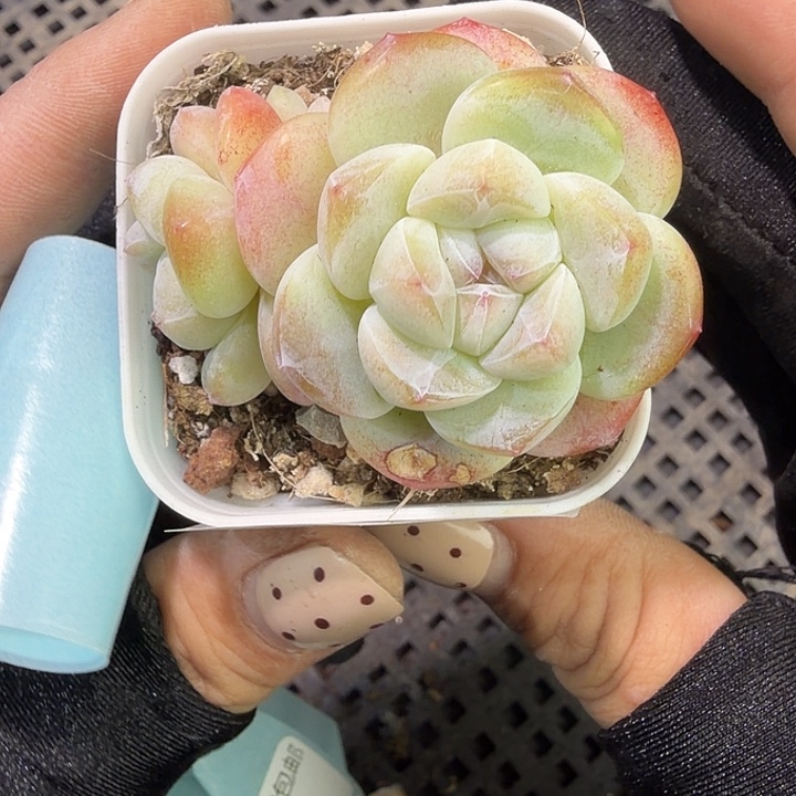 189 号到手1框江北多肉