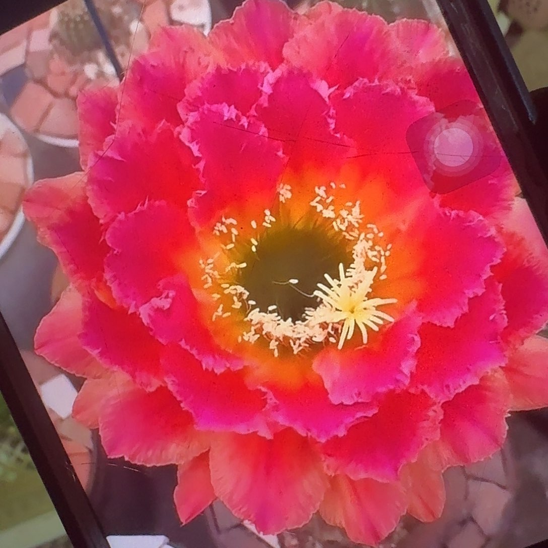 春春侧芽5公分毛花柱仙人球