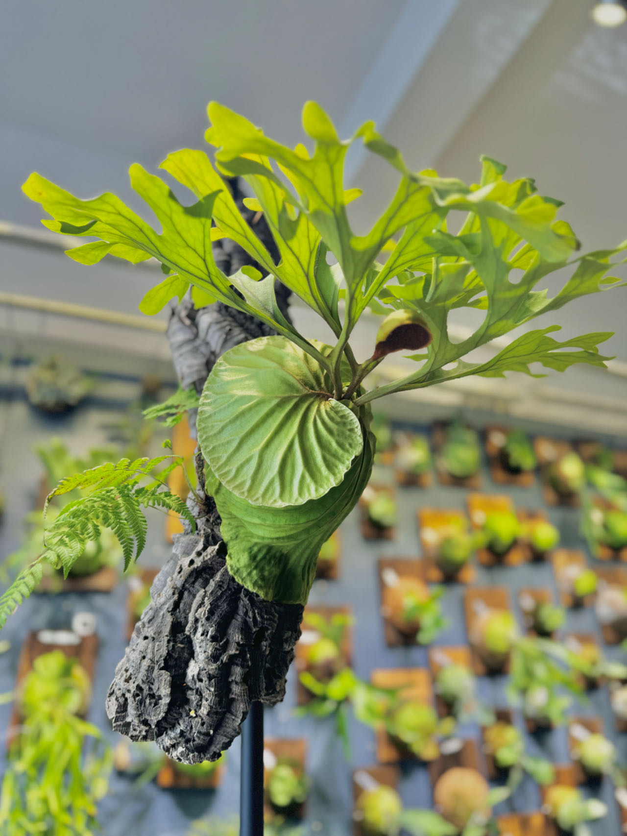 板植2   33-66  双十一 博蕨园艺 直播链接