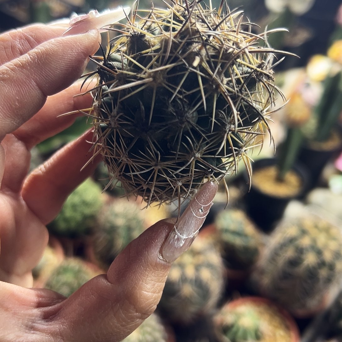 s***i风舞仙人球11111111