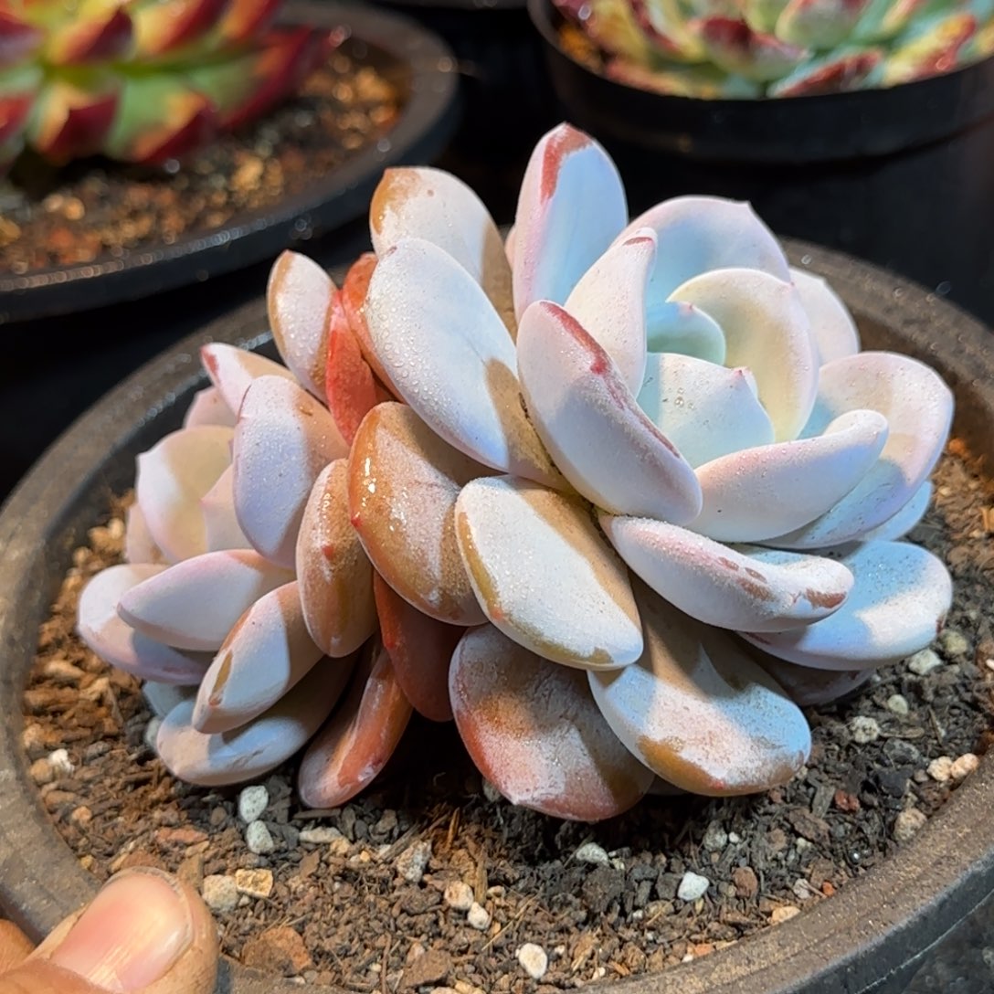 韩版奶茶惊鸿一物一拍包装收缩花旱