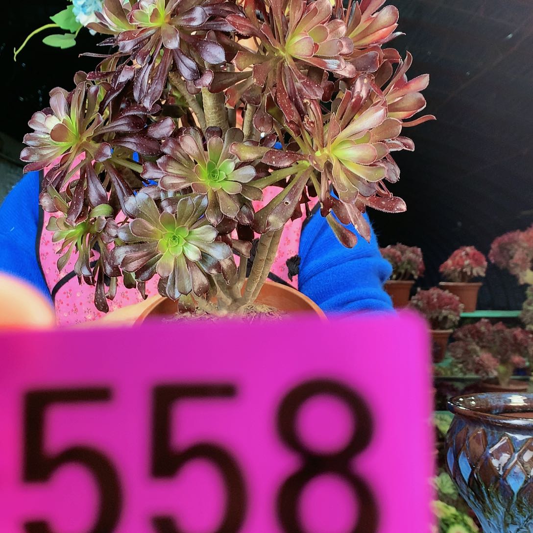 ssssssssssssssssssss558