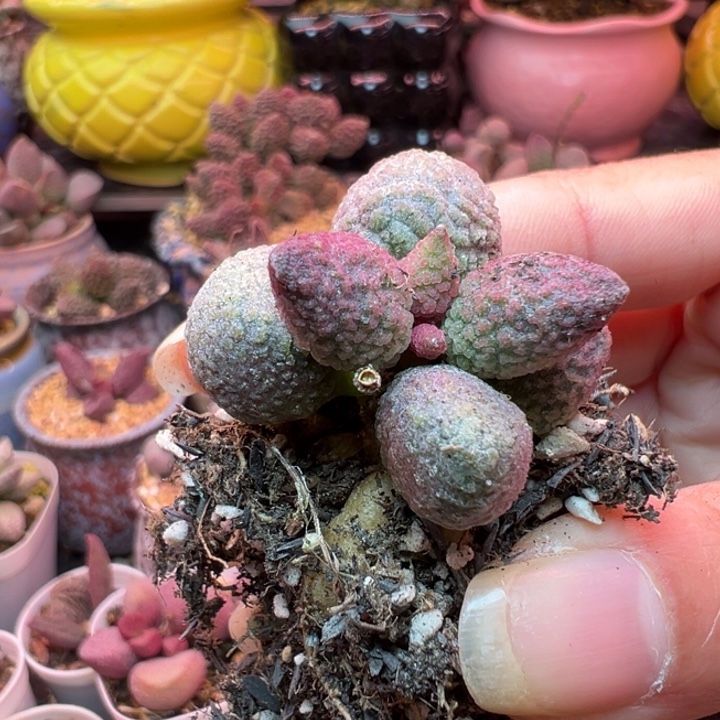 可***爱吉祥如意的一天从早上开始