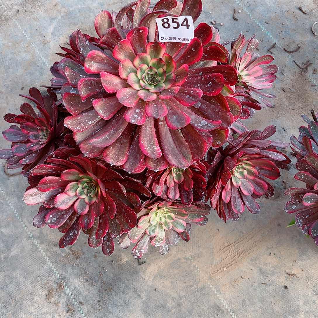 无花朵啾****店多肉植物854