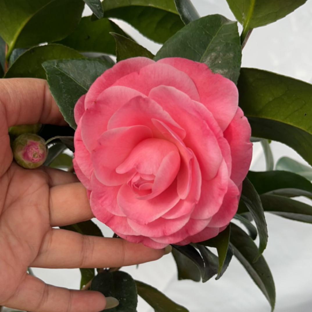 美人艳山茶花盆栽带花苞室内外好养易活庭院阳台耐寒耐热绿植