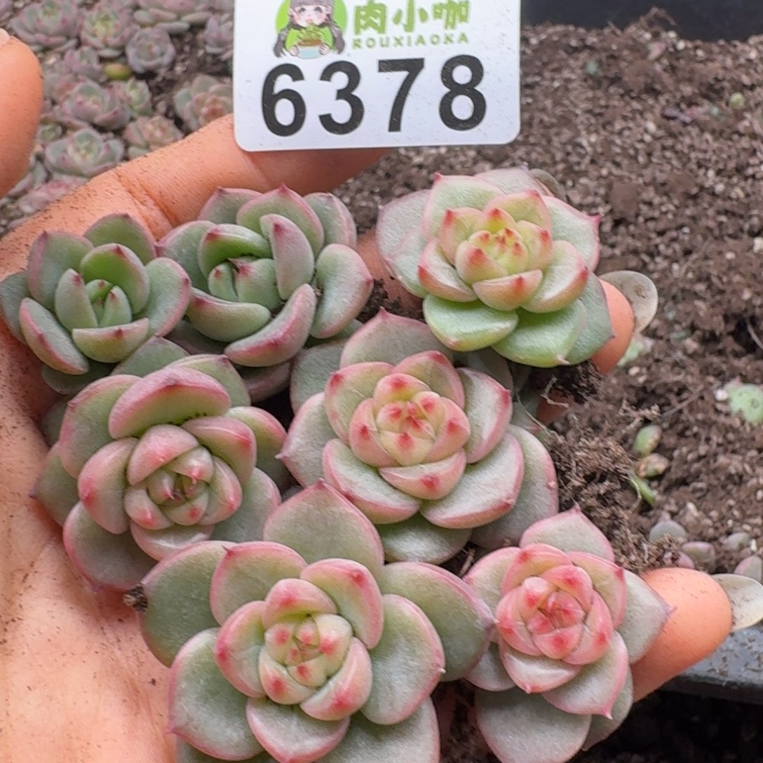 多肉植物多肉植物