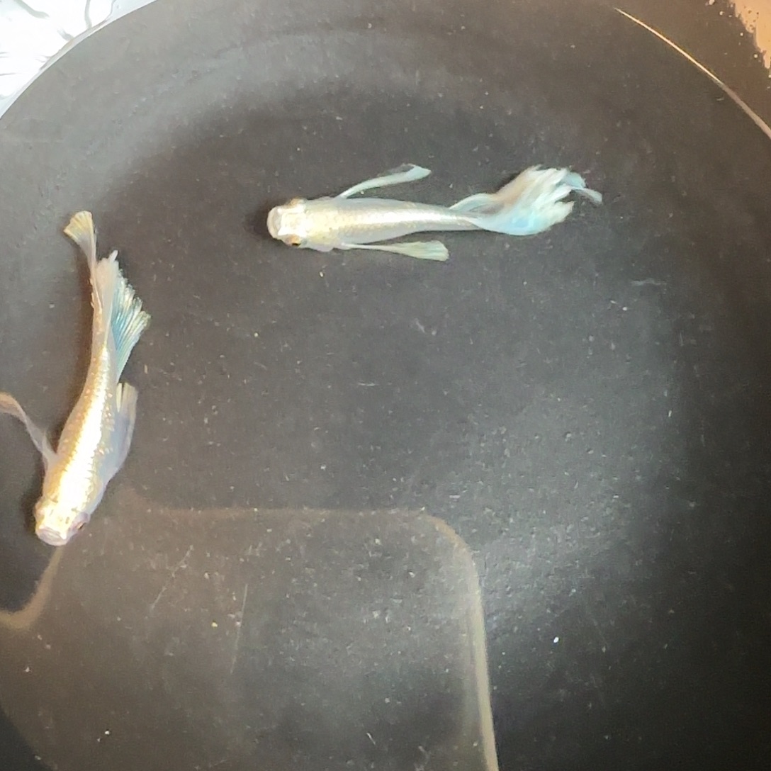 青鳉鱼长鳍天使之翼03