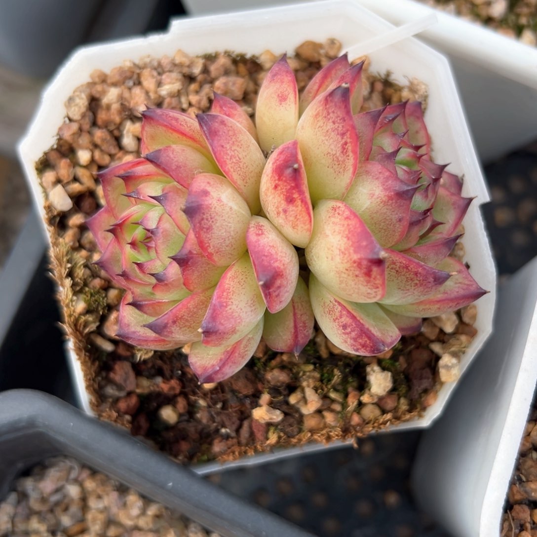 月亮石（满38包邮）多肉