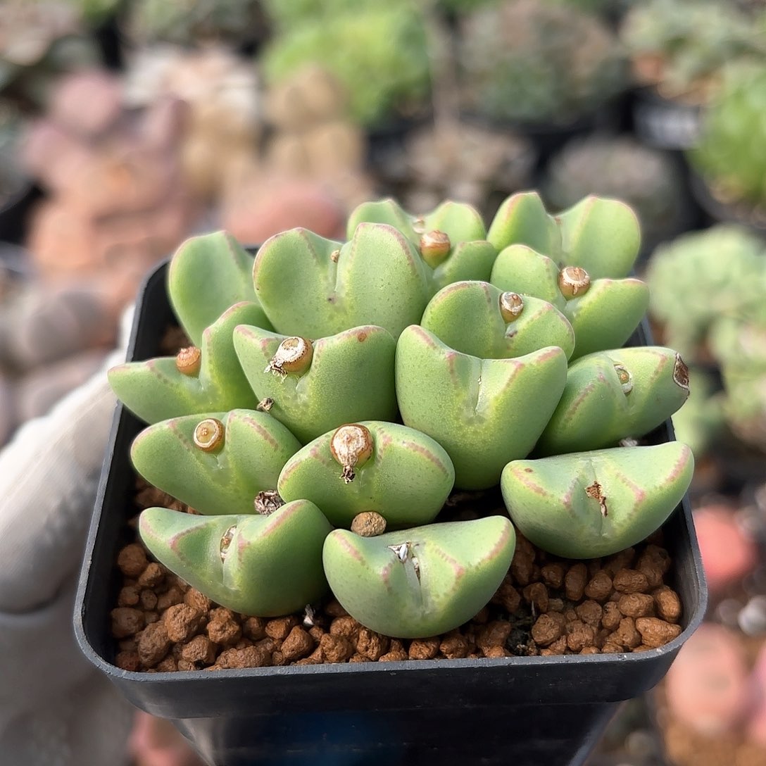 423 少将带盆土 有疤特