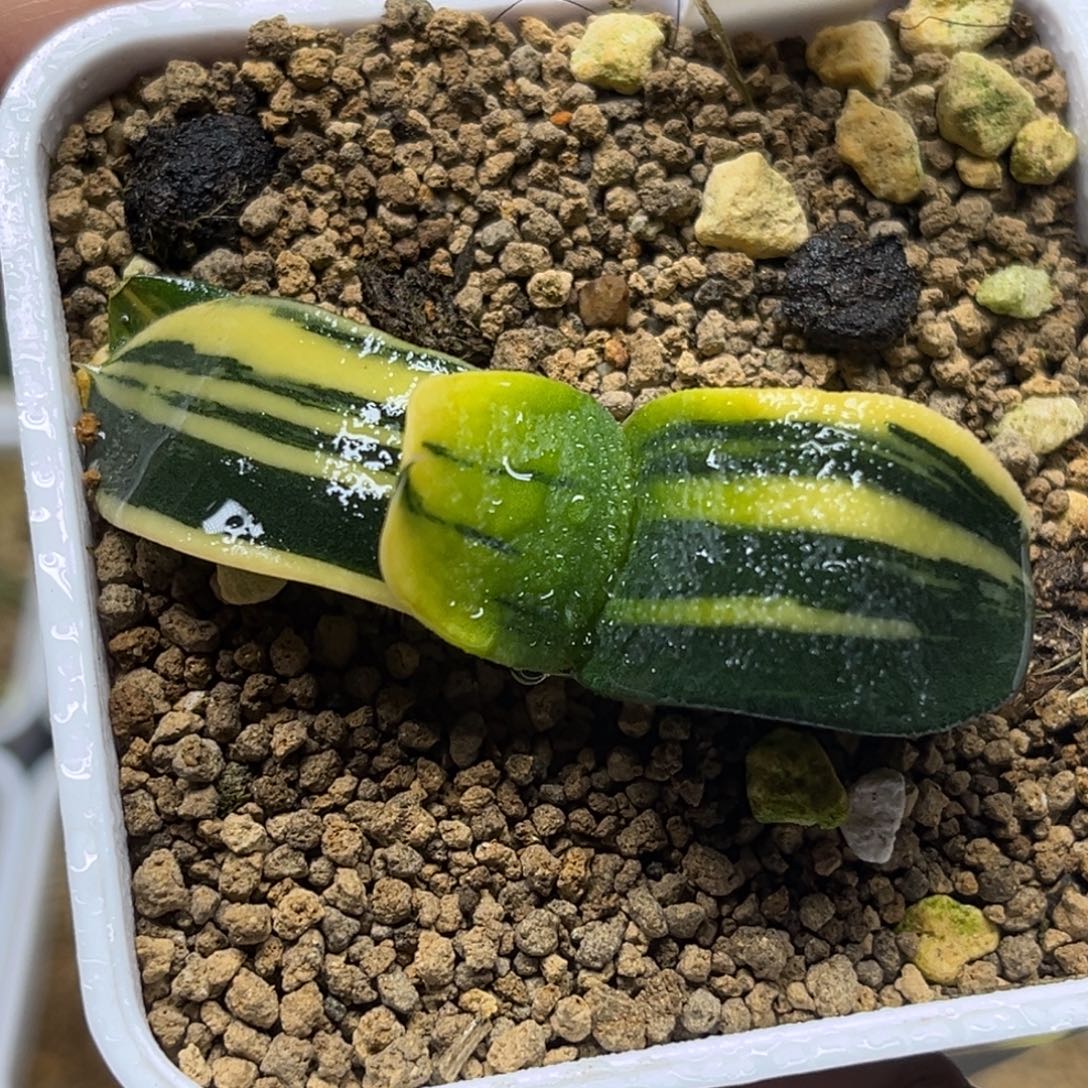 74卧牛锦福利专场