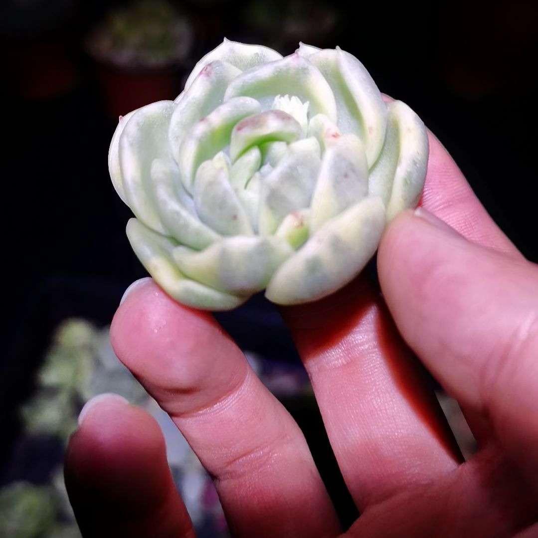 白玫瑰杂白覆轮小包子主头头盖