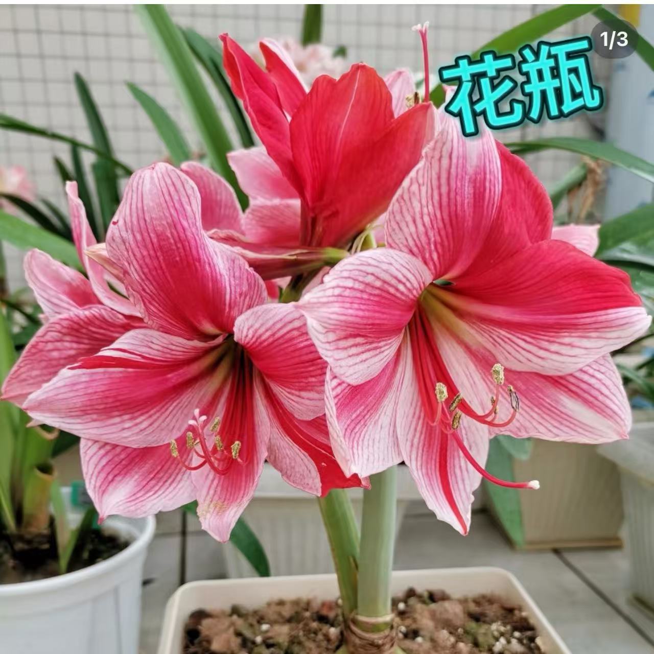 【花瓶】2024年进口朱顶红百变花瓶高端高级感品室内外均可