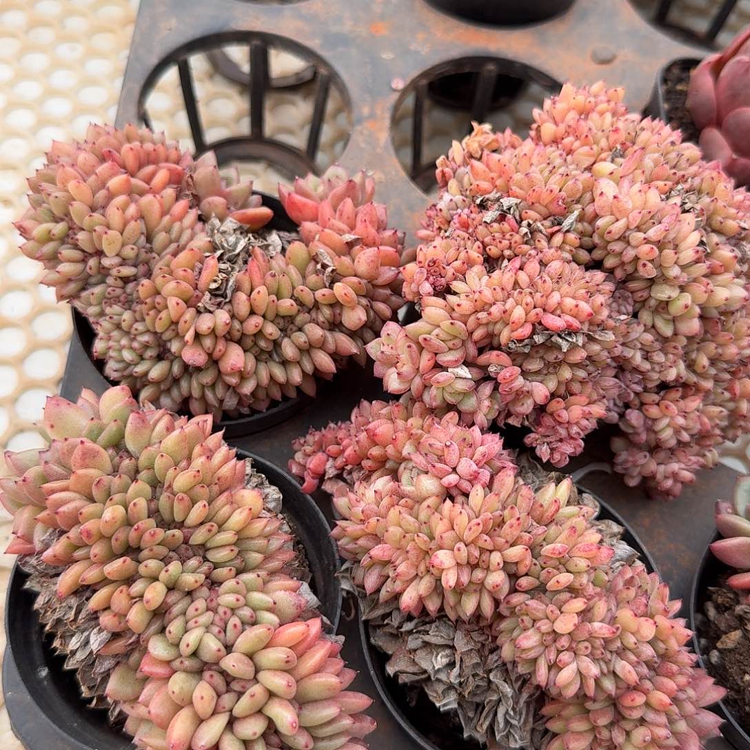 红国王缀化（量拍）