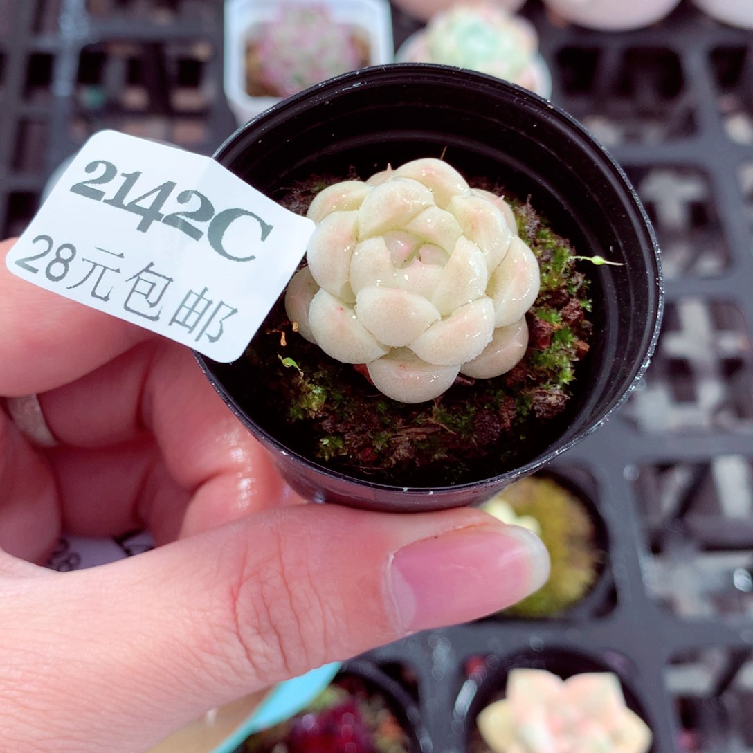 5厘米盆精控多肉2142