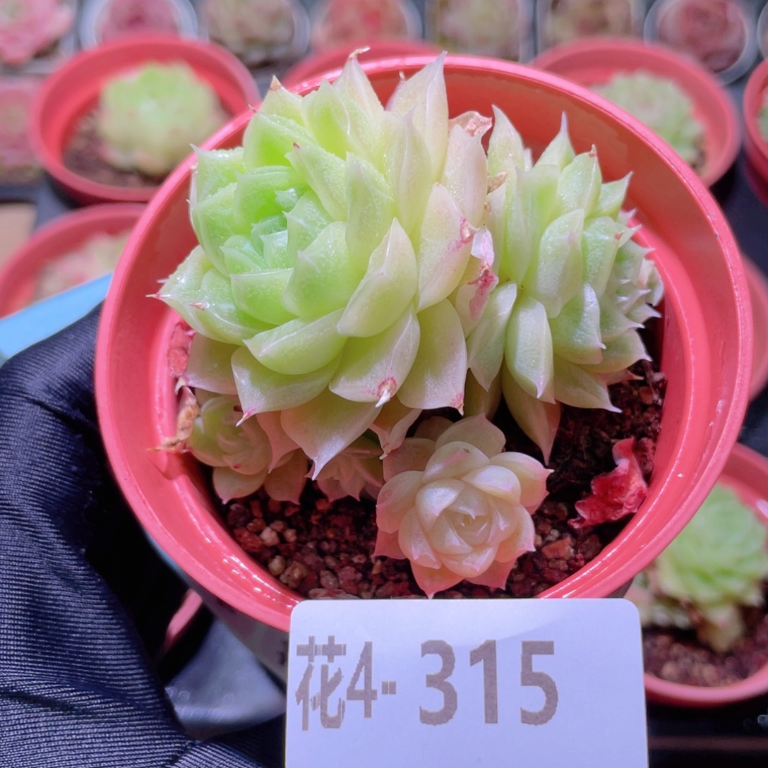 花利美 4-315麦秆群