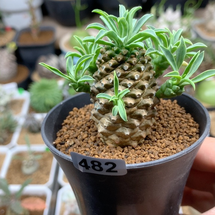 铁甲麒麟带盆482