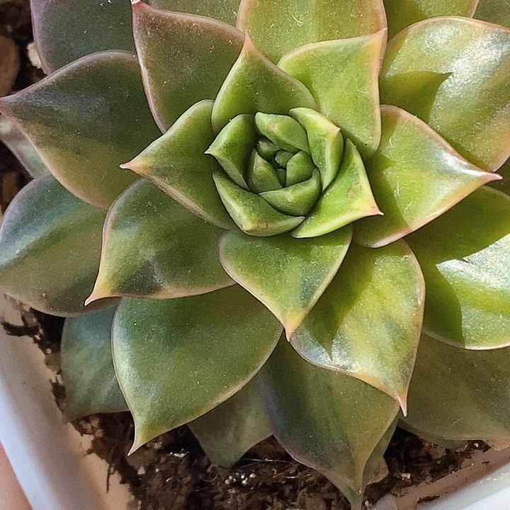 皮皮虾一物一拍，