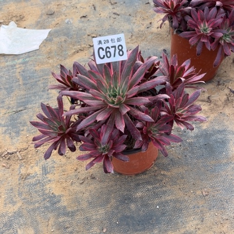 678惊鸿不包断枝