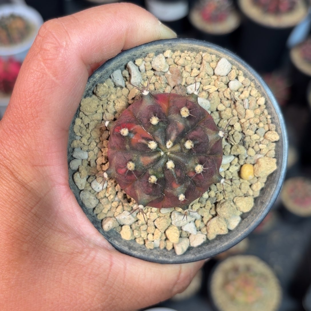 泰系米哈仙人球60