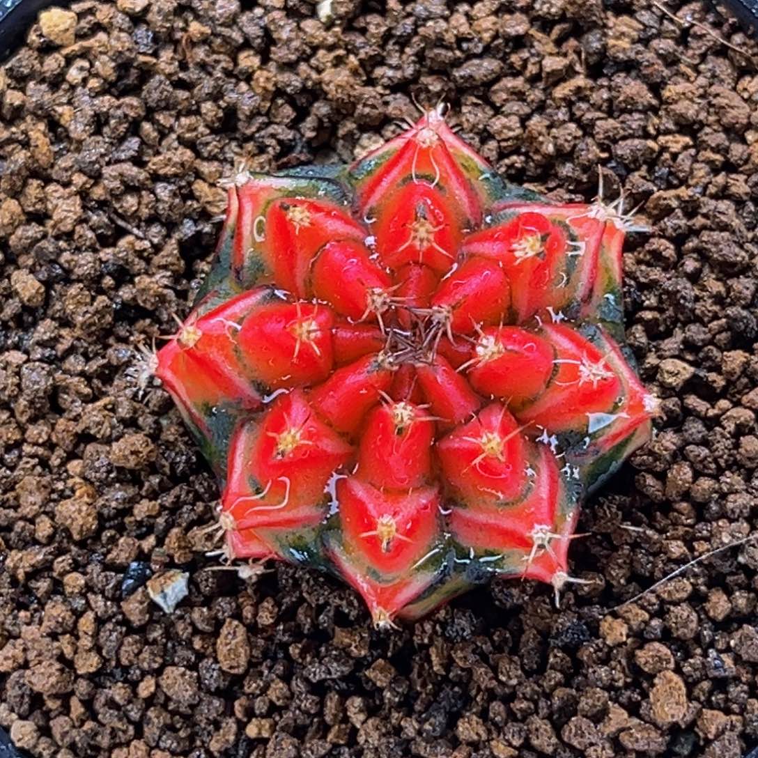 超级橘 米哈仙人球