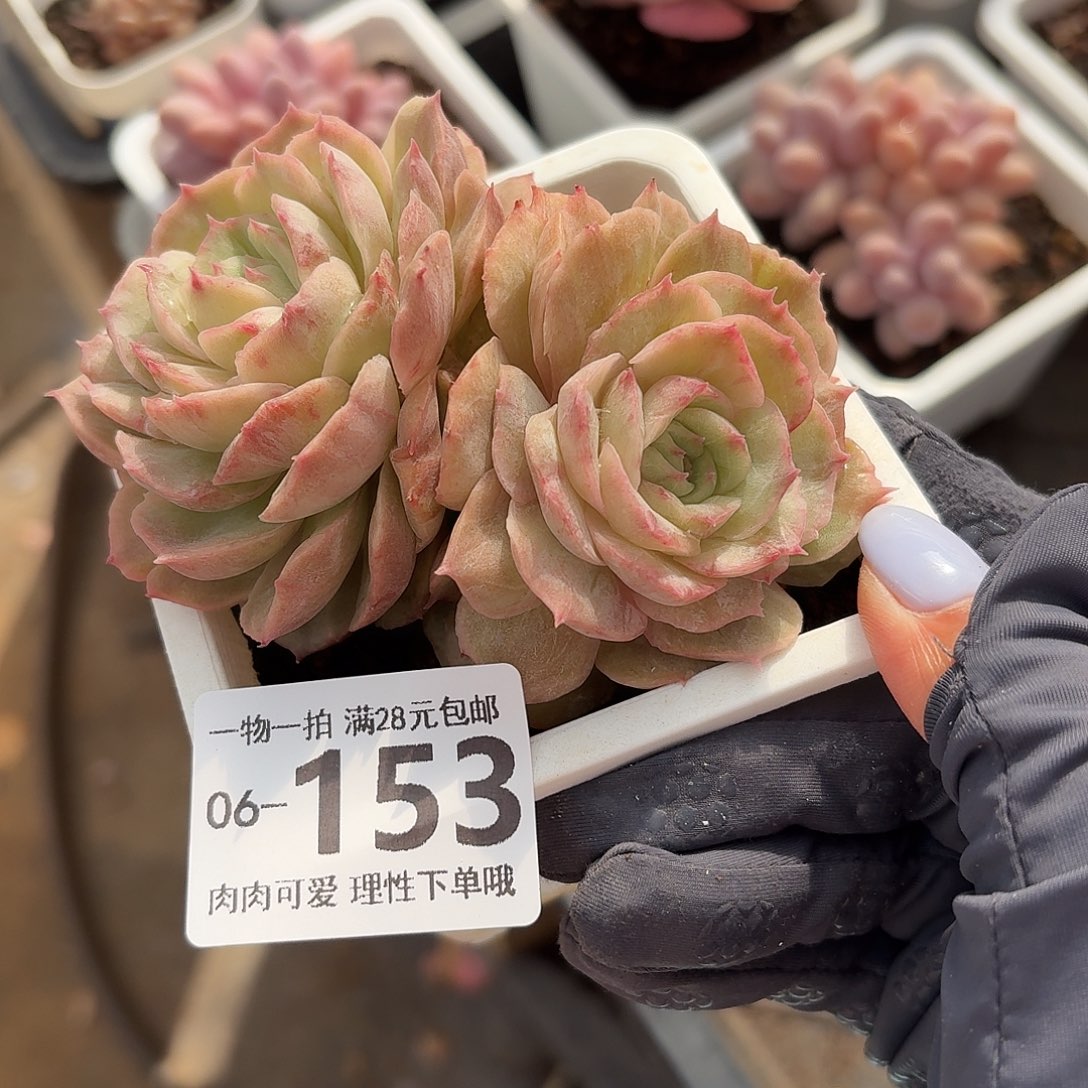 石化昂斯诺无盆土发货无