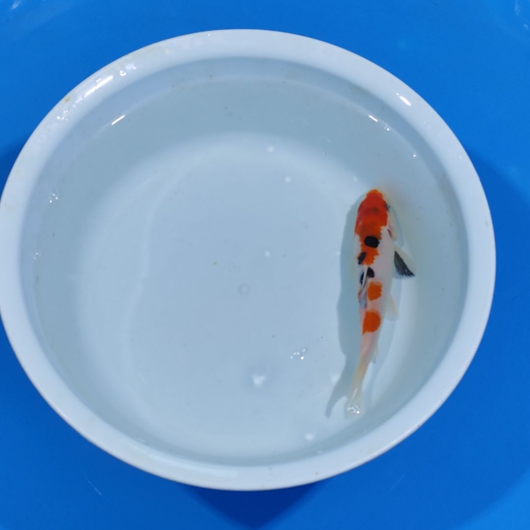 锦鲤16公分大正不寄养手术过