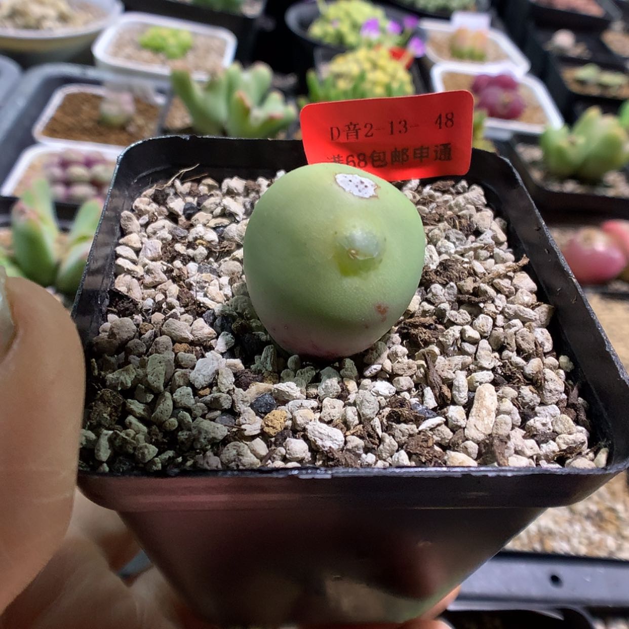 【闪购商品】2-13-48 变异植物多肉一颗特 30