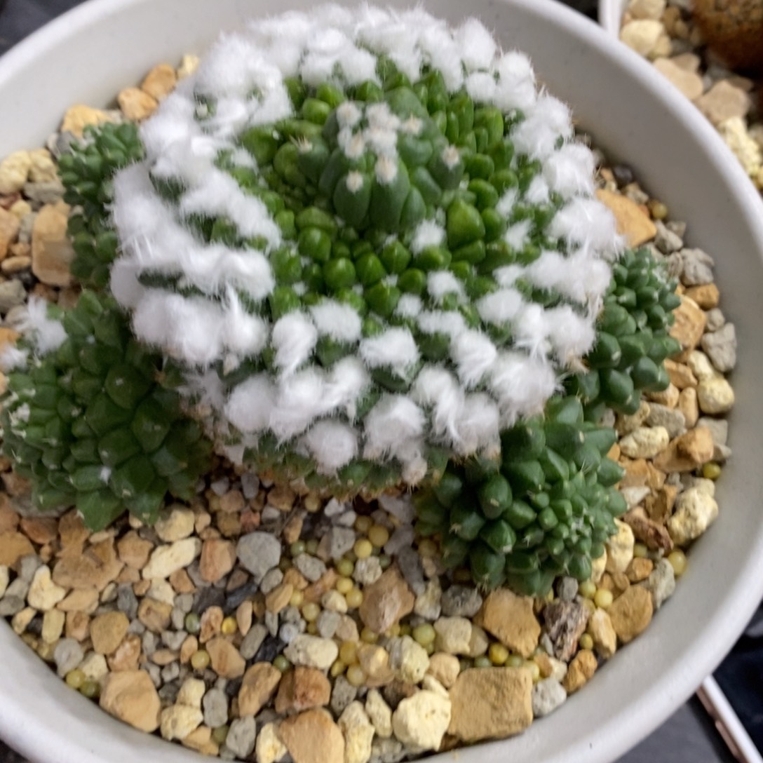 喵***柒实生群生的打雪糕