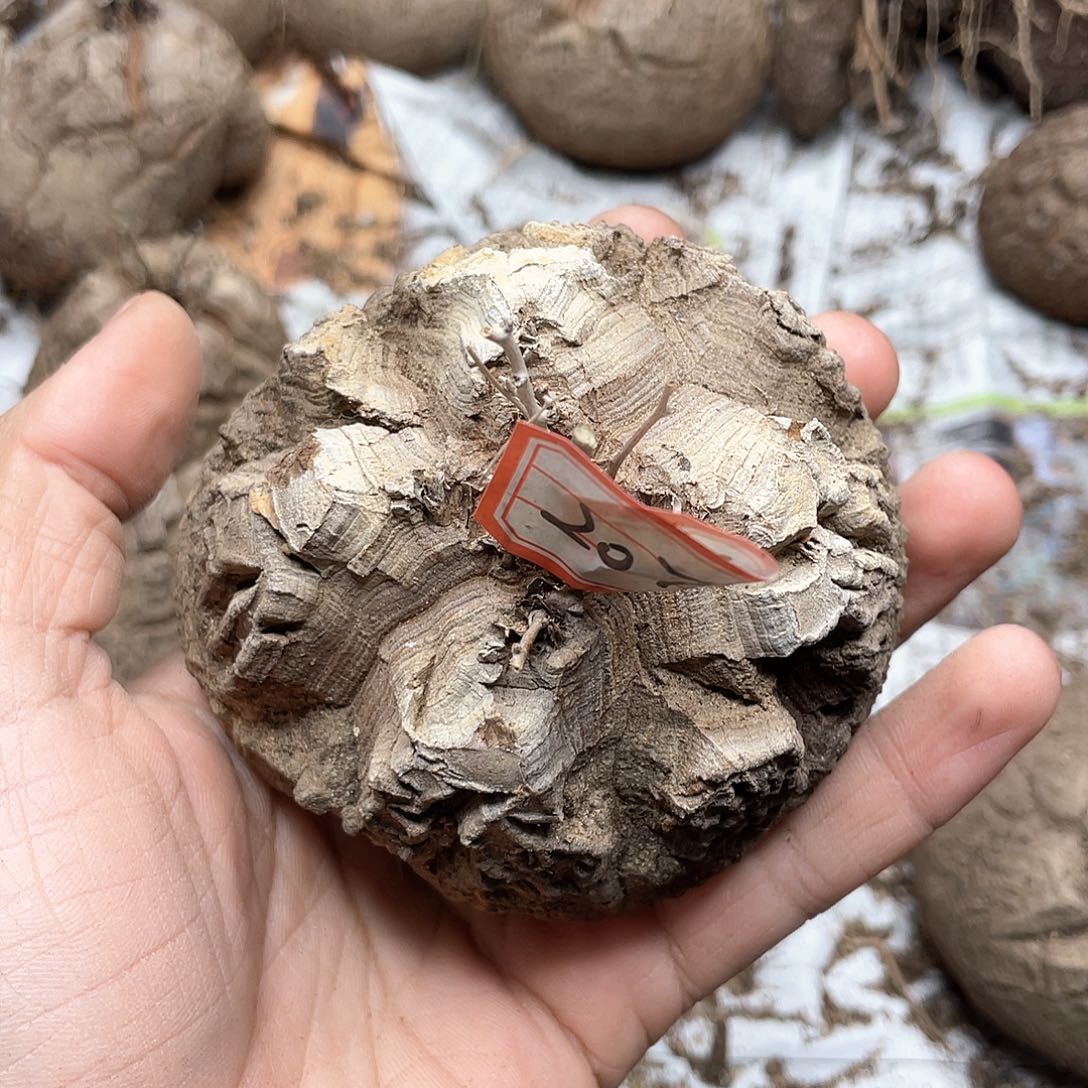 龟甲龙一物一拍2076号9cm