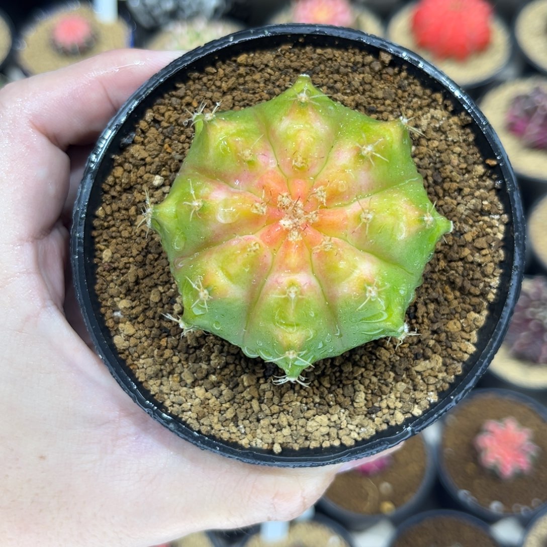 轮回—————————————-