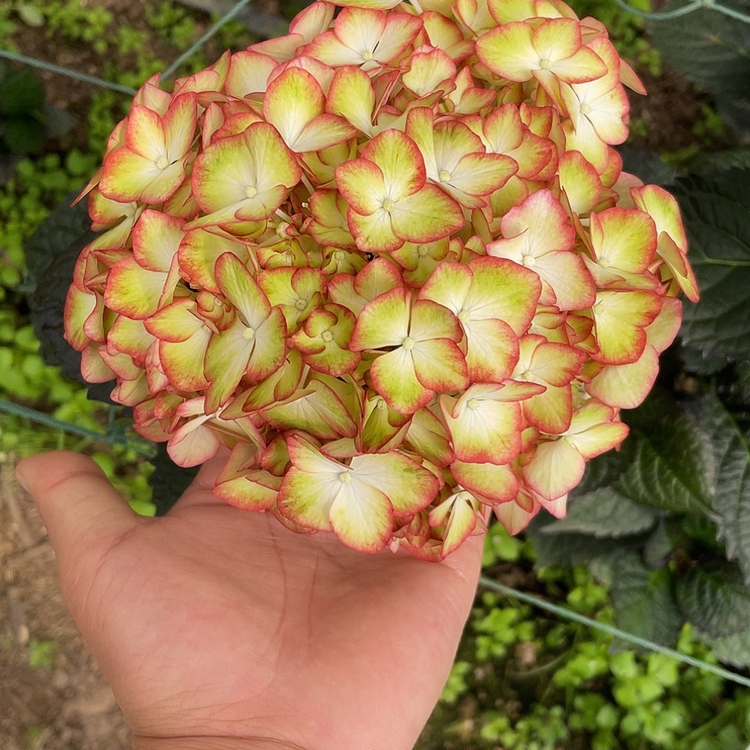 绣球切花一物一拍3枝起包邮，5
