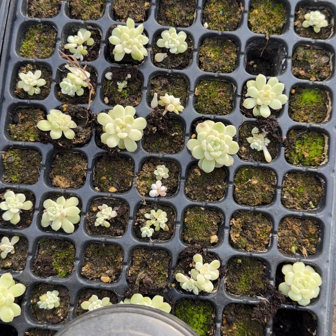 3个竹马穴满25包邮