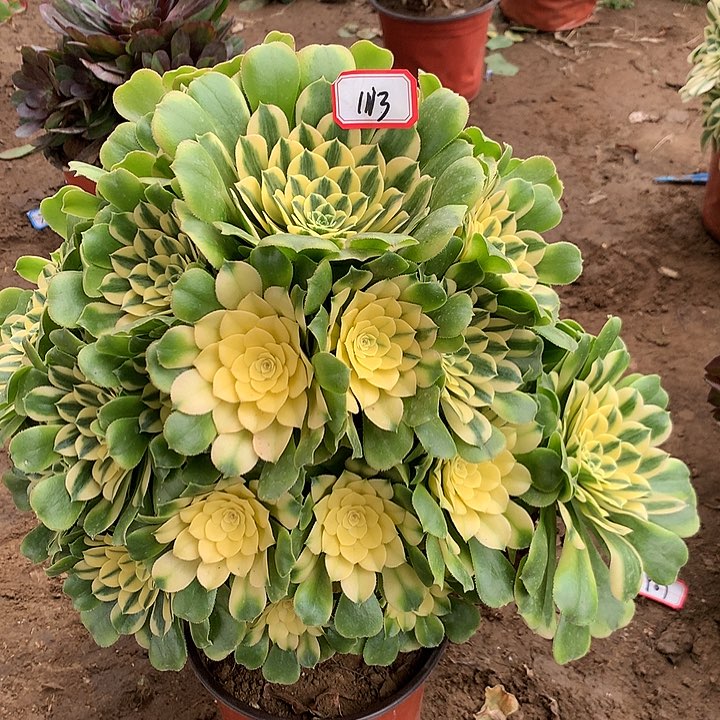 新尼亚多肉不包损1113