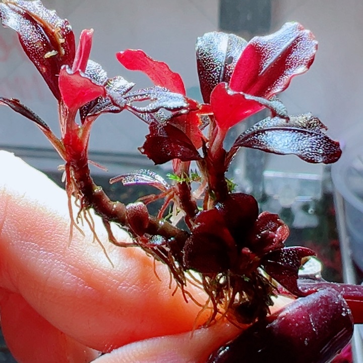 福利10号福利价植物一头